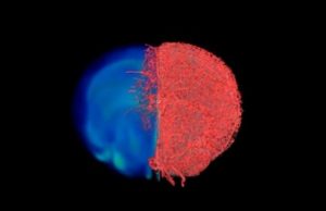 Making the invisible visible: A clearer ‘picture’ of blood vessels in health and disease thanks to new imaging approach